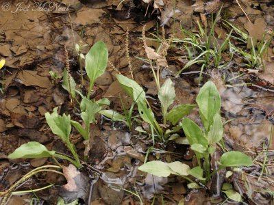 Heartleaf Plantain: Plantago cordata