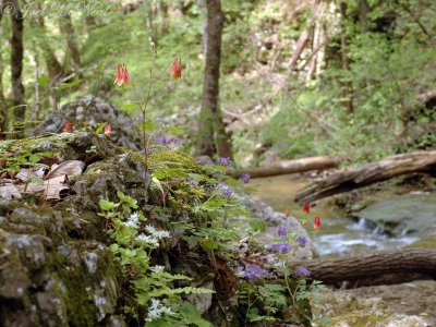 Wild Columbine, Fernleaf Phacelia, & Wild Stonecrop