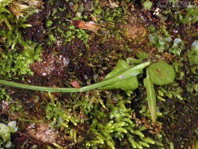 Walking Fern (plantlet on leaf tip)