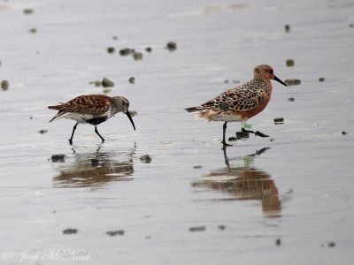 Dunlin and Red Knot