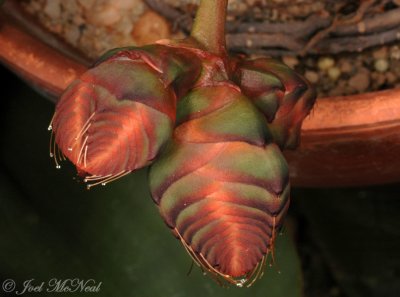 Welwitschia mirabilis female strobili