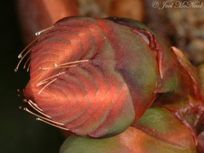 Welwitschia mirabilis female strobilus