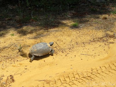 Gopher Tortoise in full sprint