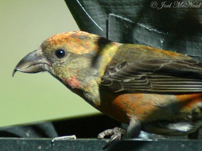 male Red Crossbill