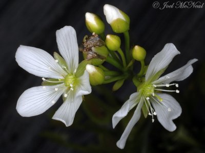 Venus Flytrap: Dionaea muscipula