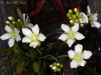 Venus Flytrap: <i>Dionaea muscipula</i>