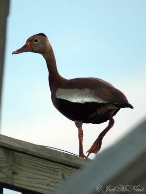 Black-bellied Whistling-Duck: McIntosh Co., GA
