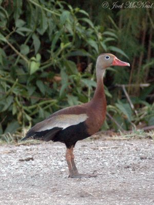 Black-bellied Whistling-Duck: McIntosh Co., GA