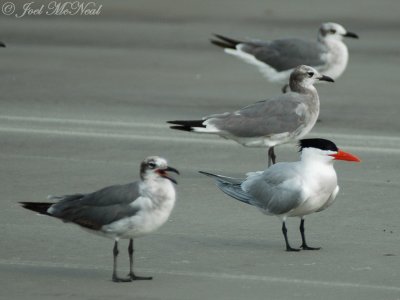 Caspian Tern with Laughing Gulls