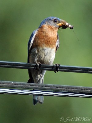 male Eastern Bluebird with prey