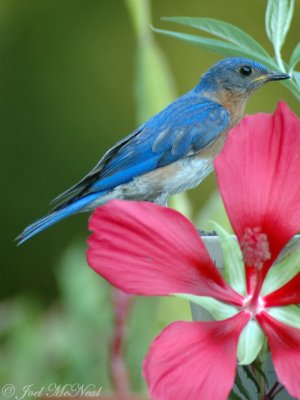 male Eastern Bluebird with Hibiscus coccineus