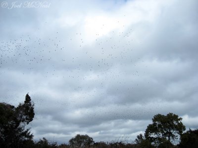 Thousands of Tree Swallows at Fort Fisher, NC