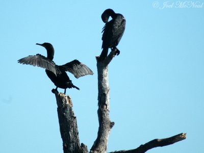 Double-crested Cormorants: Phalacrocorax auritus