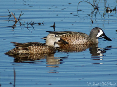 Blue-winged Teal: Anas discors
