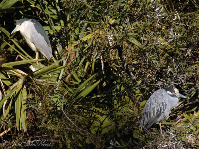 Black and Yellow-Crowned Night Herons