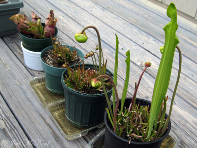 Pitcher plants in bud