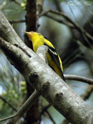 male Western Tanager