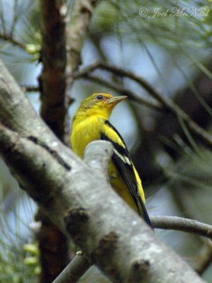 male Western Tanager