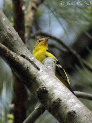 male Western Tanager