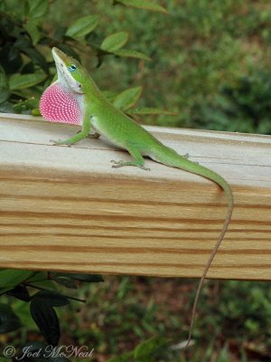 male Green Anole displaying dewlap