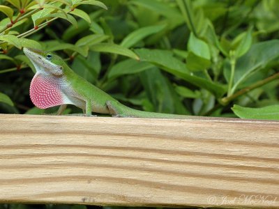 male Green Anole displaying dewlap