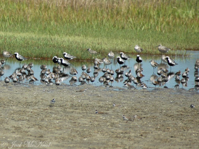 Semipalmated Plovers (front), Dunlin, and Black-bellied Plovers