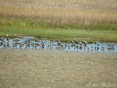Semipalmated Plovers (front), Dunlin, and Black-bellied Plovers