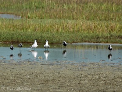 Gull-billed Terns and Black-bellied Plovers