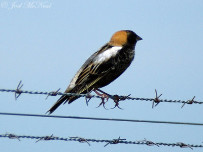 male Bobolink: Bostwick Sod Farm, Morgan Co., GA