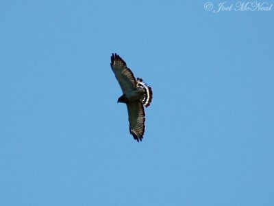 Broad-winged Hawk