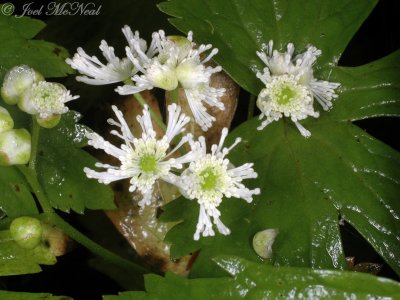 False Bugbane: Trautvetteria caroliniensis