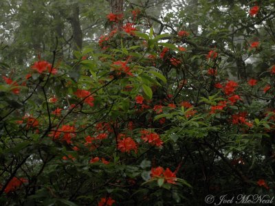 Flame Azalea: Rhododendron calendulaceum