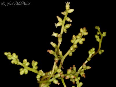 Tree Dodder: <i>Cuscuta exaltata</i>