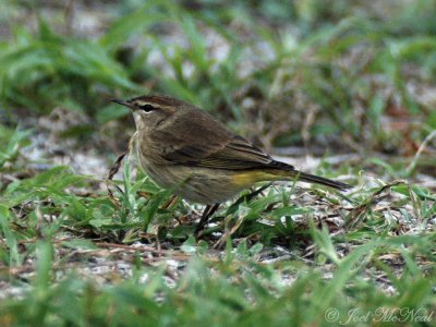 'Western' Palm Warbler: Setophaga palmarum