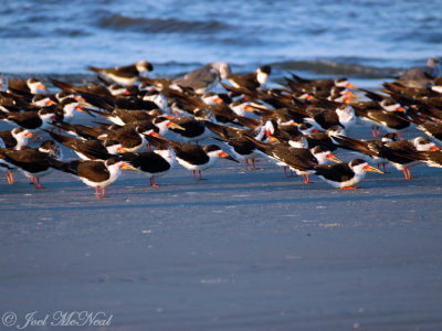 roosting Black Skimmers