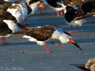 preening Black Skimmer