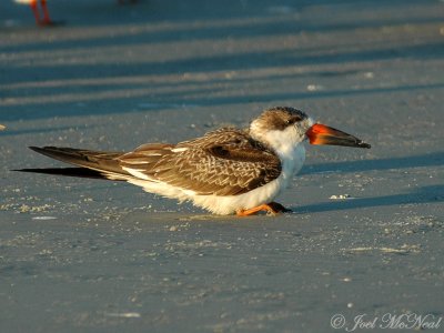 1st year Black Skimmer