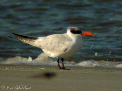 Caspian Tern (taken through scope)