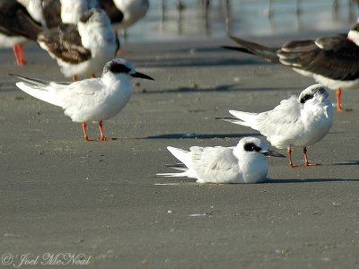 Forster's Terns