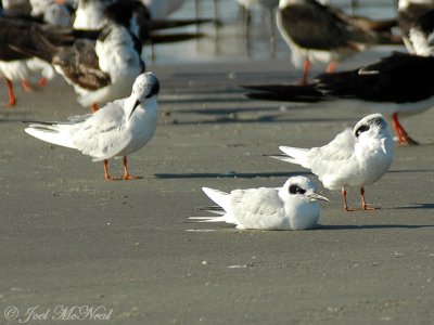 Forster's Terns