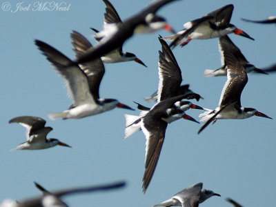 Black Skimmers in flight