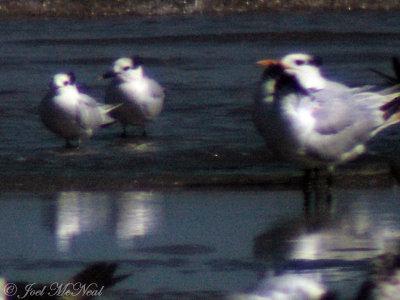Sandwich and Royal Terns (through scope at 60X)