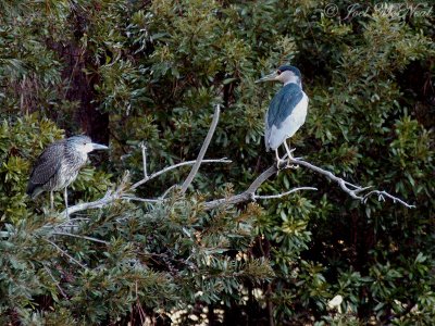 1st year Yellow-crowned Night Heron and adult Black-crowned Night Heron