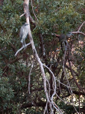 Yellow-crowned Night Herons