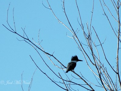 Belted Kingfisher: Megaceryle alcyon