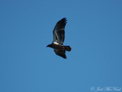 1st year Bald Eagle