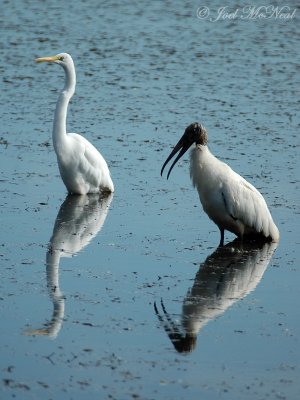 Great Egret and Wood Stork