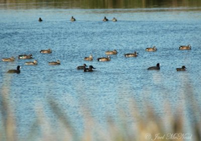 Blue-winged Teals, Green-Winged Teals, Northern Shovelers, and American Coots