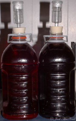 Muscadine and Elderberry Wine after first racking