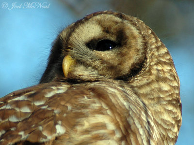 Barred Owl